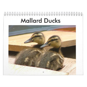 Baby Mallard Ducks Calendar