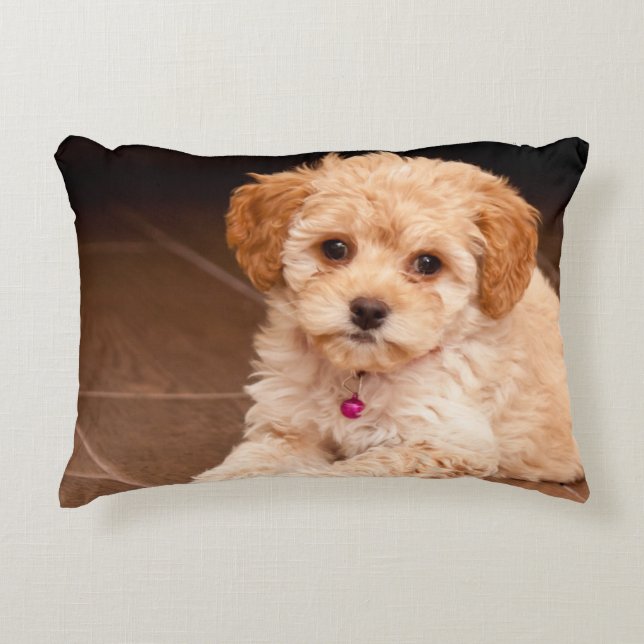 Baby Maltese poodle mix or maltipoo puppy dog Accent Pillow (Front)