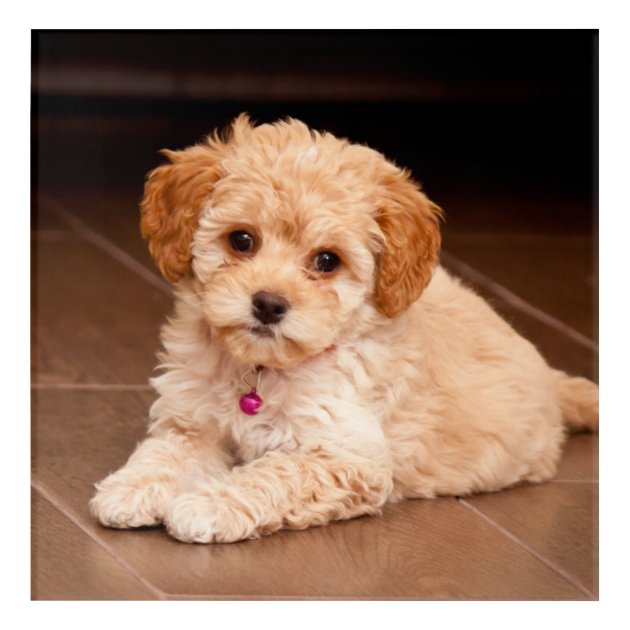 Maltese Poodle Pug Mix 3d mon