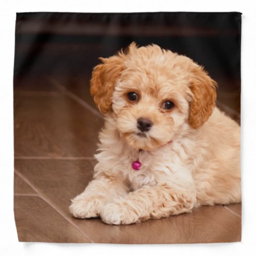 Baby Maltese poodle mix or maltipoo puppy dog Bandana