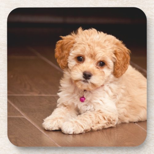 Baby Maltese poodle mix or maltipoo puppy dog Beverage Coaster