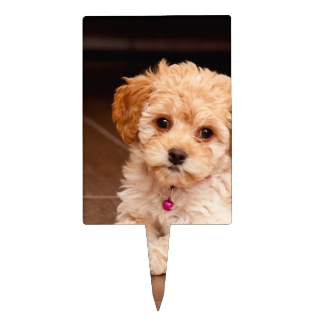 Fox terrier cross hotsell poodle for sale
