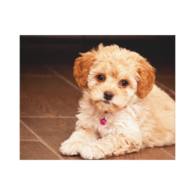 Baby Maltese poodle mix or maltipoo puppy dog Canvas Print Zazzle