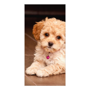 Baby Maltese poodle mix or maltipoo puppy dog Card