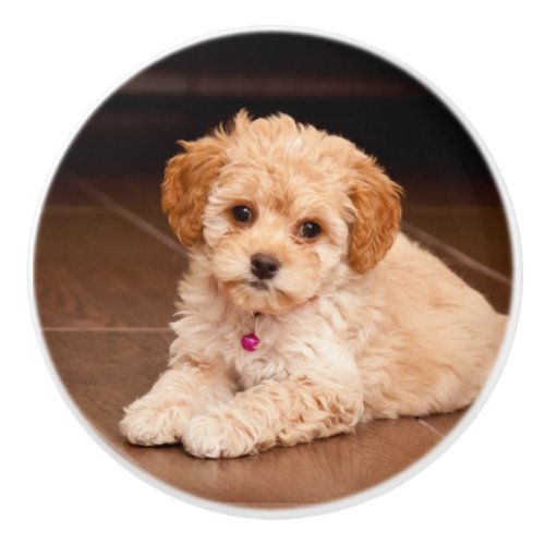 Baby Maltese poodle mix or maltipoo puppy dog Ceramic Knob