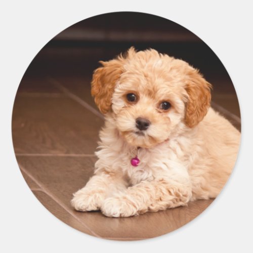 Baby Maltese poodle mix or maltipoo puppy dog Classic Round Sticker
