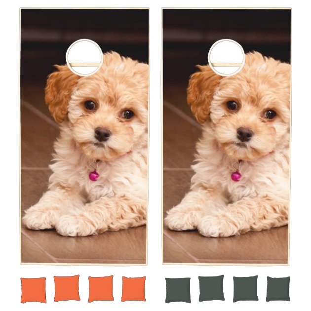 Miniature poodle and maltese mix new arrivals