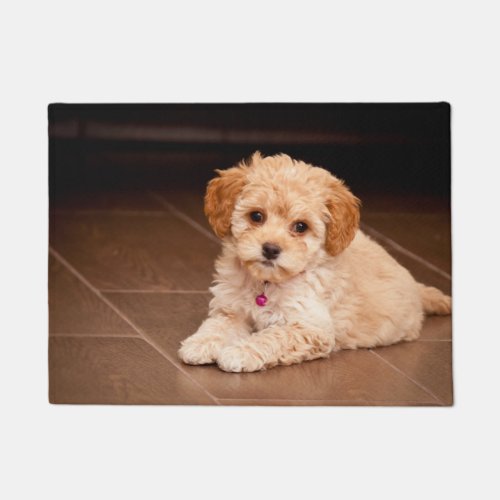 Baby Maltese poodle mix or maltipoo puppy dog Doormat