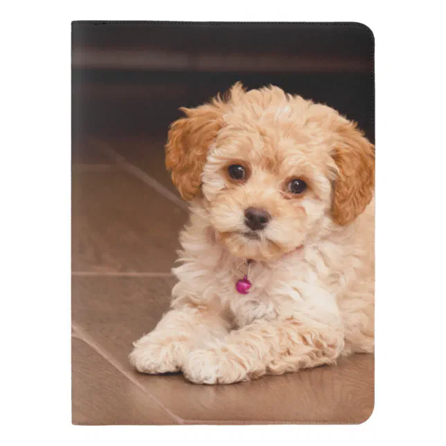Baby Maltese poodle mix or maltipoo puppy dog Extra Large