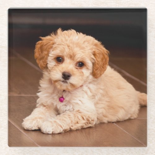 Baby Maltese poodle mix or maltipoo puppy dog Glass Coaster
