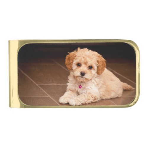 Baby Maltese poodle mix or maltipoo puppy dog Gold Finish Money Clip
