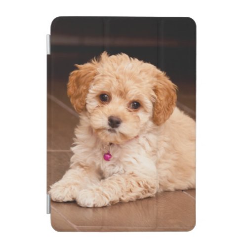 Baby Maltese poodle mix or maltipoo puppy dog iPad Mini Cover