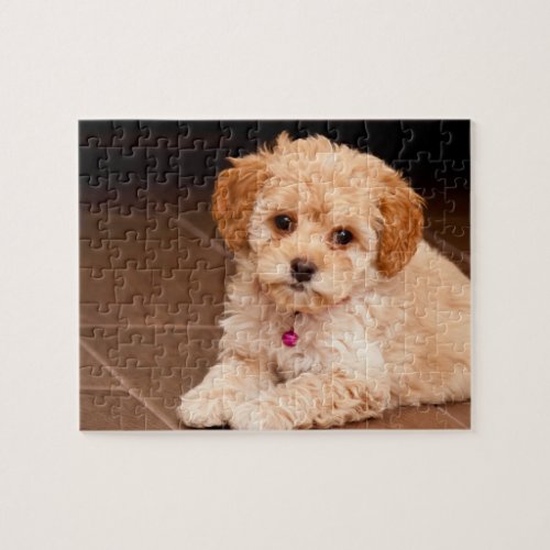 Baby Maltese poodle mix or maltipoo puppy dog Jigsaw Puzzle