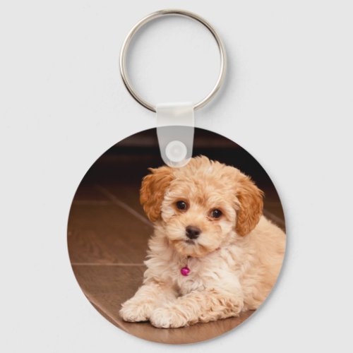 Baby Maltese poodle mix or maltipoo puppy dog Keychain