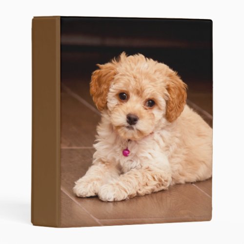 Baby Maltese poodle mix or maltipoo puppy dog Mini Binder