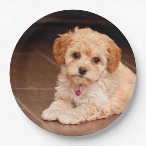 Baby Maltese poodle mix or maltipoo puppy dog Paper Plates