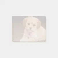 Maltese poodle baby deals