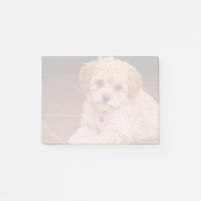 Baby Maltese poodle mix or maltipoo puppy dog Post-it Notes (Front)