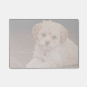Baby Maltese poodle mix or maltipoo puppy dog Post-it Notes