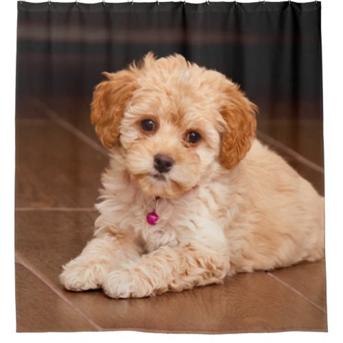 Baby Maltese poodle mix or maltipoo puppy dog Shower Curtain