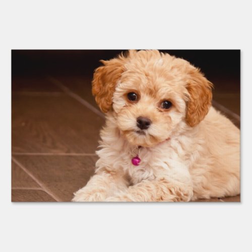 Baby Maltese poodle mix or maltipoo puppy dog Sign