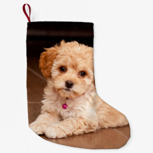 Maltipoo christmas stocking top
