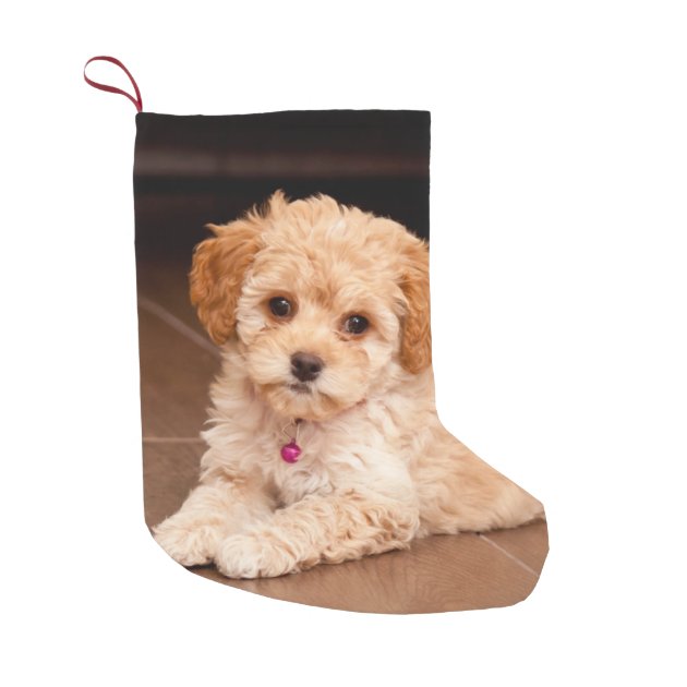 Baby Maltese Poodle Mix Or Maltipoo Puppy Dog Small Christmas Stocking Zazzle Com