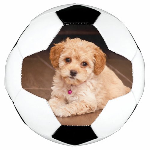 Baby Maltese poodle mix or maltipoo puppy dog Soccer Ball