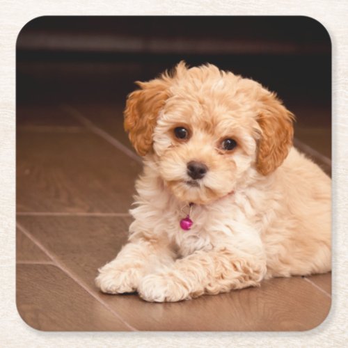 Baby Maltese poodle mix or maltipoo puppy dog Square Paper Coaster