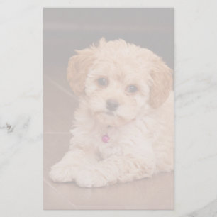 Baby Maltese poodle mix or maltipoo puppy dog Stationery