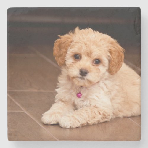 Baby Maltese poodle mix or maltipoo puppy dog Stone Coaster