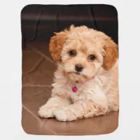 Baby Maltese poodle mix or maltipoo puppy dog Stroller Blanket ...