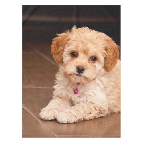 Baby Maltese poodle mix or maltipoo puppy dog Tablecloth