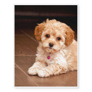 Baby Maltese poodle mix or maltipoo puppy dog Temporary Tattoos