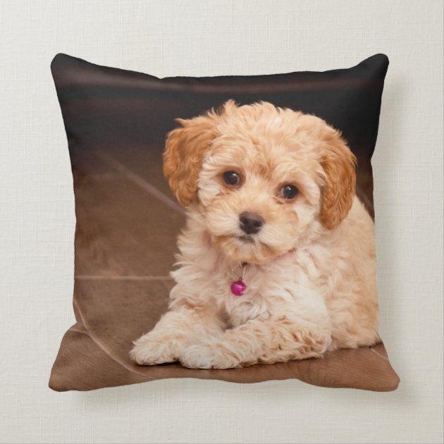 Baby Maltese Poodle Mix Or Maltipoo Puppy Dog Throw Pillow Zazzle Com