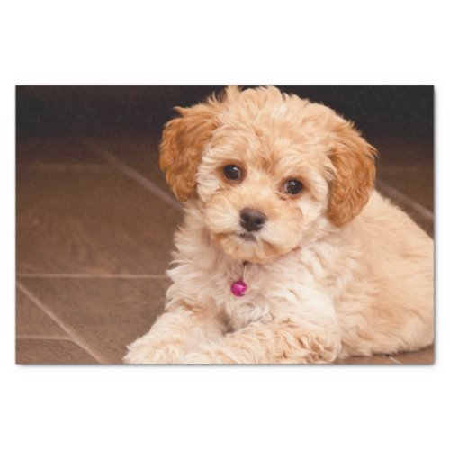 Baby Maltese poodle mix or maltipoo puppy dog Tissue Paper