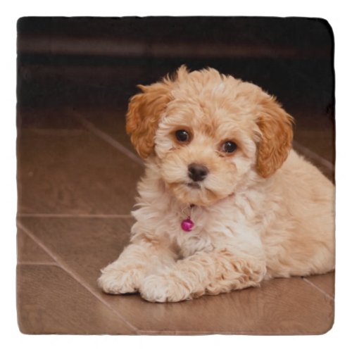 Baby Maltese poodle mix or maltipoo puppy dog Trivet