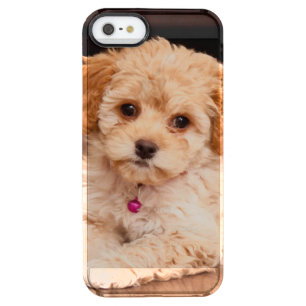 Baby Maltese poodle mix or maltipoo puppy dog Clear iPhone SE/5/5s Case