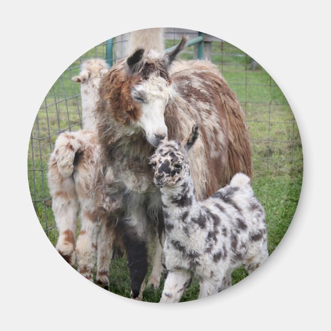 Baby & Mama Llama Kiss Magnet (Front)