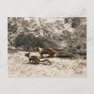 Baby & Mama Squirrel Postcard