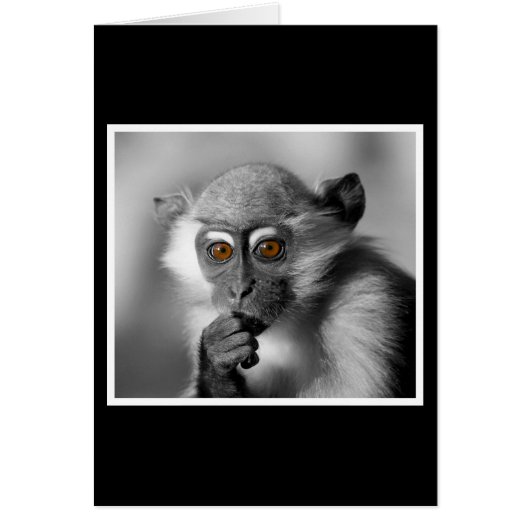 Baby Mangabey Monkey Cards (Front)