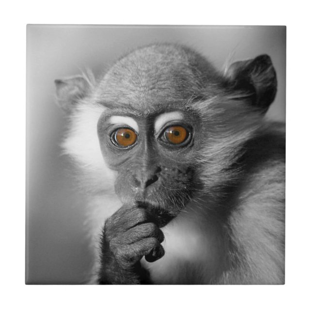 Baby Mangabey Monkey Tile (Front)