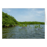 Baby Mangrove Trees Caribbean Nature Card