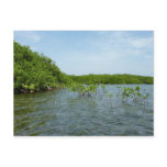 Baby Mangrove Trees in the Caribbean  Postcard