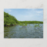 Baby Mangrove Trees in the Caribbean  Postcard