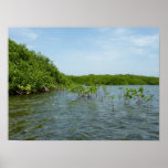 Baby Mangrove Trees in the Caribbean  Poster