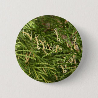 Baby Mantis ~ button