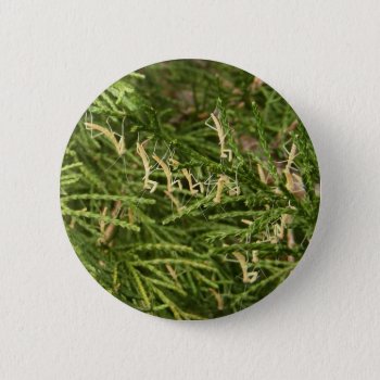 Baby Mantis ~ Button by Andy2302 at Zazzle