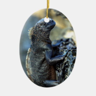 Baby marine iguana Galapagos Islands Ceramic Ornament