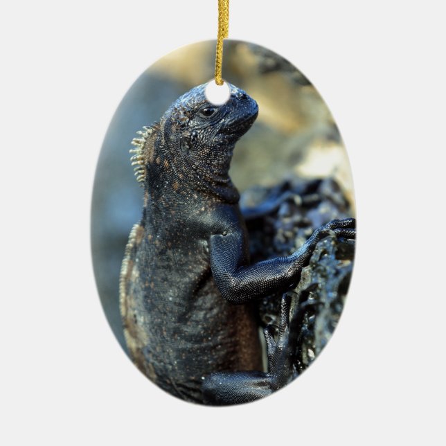 Baby marine iguana Galapagos Islands Ceramic Ornament (Front)
